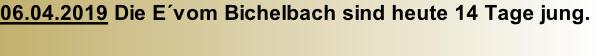 06.04.2019 Die E´vom Bichelbach sind heute 14 Tage jung.