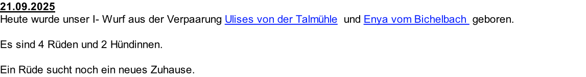 21.09.2025  Heute wurde unser I- Wurf aus der Verpaarung Ulises von der Talmühle  und Enya vom Bichelbach  geboren.  Es sind 4 Rüden und 2 Hündinnen.  Ein Rüde sucht noch ein neues Zuhause.